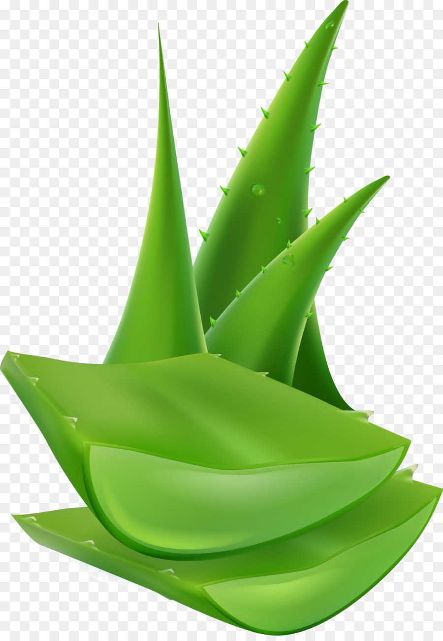 Aloe vera Pelle Computer di file - aloe