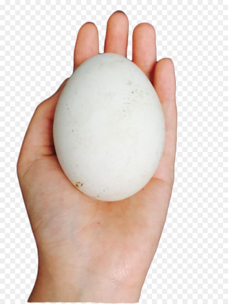 Domestica oca L'Oca dalle Uova d'Oro - Holding di uova d'oca
