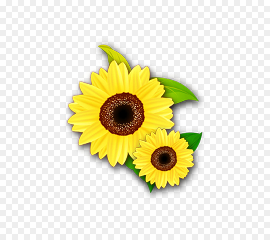 Common sunflower-Farbe Gelb - Chrysantheme