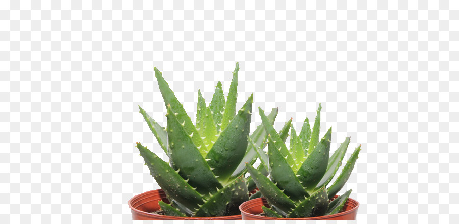 Aloe vera l'Aloe ferox Aloe polyphylla Aloe Foglia maculata - vaso cactus