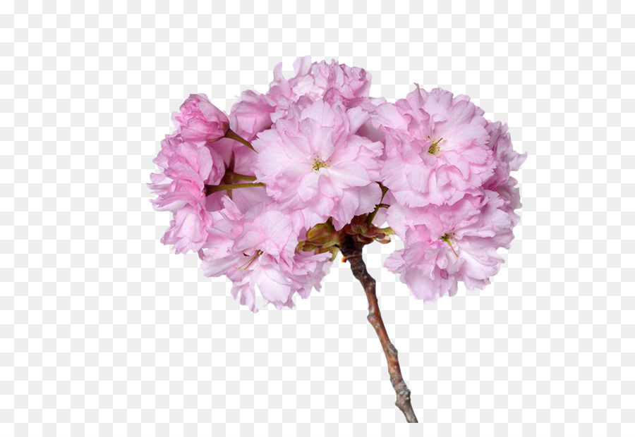 Cerasus Prunus serrulata Cherry plum fiore di Ciliegio Ciliegio Dolce - Pink cherry blossom rami