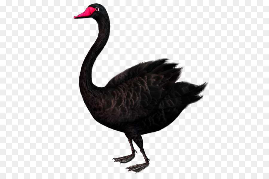 Duck Cartoon png download - 600*590 - Free Transparent Black Swan png  Download. - CleanPNG / KissPNG