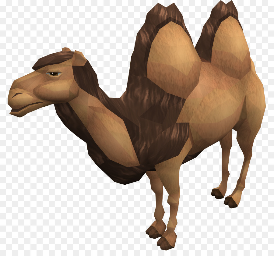 Dromedario RuneScape cammello Battriano Wiki Cavallo - cammello immagini