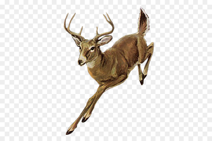 Red deer Elk - Laufender Hirsch