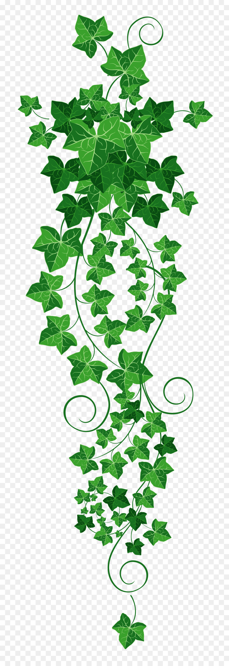 Common ivy Vine Clip-art - Vine Cliparts Transparent