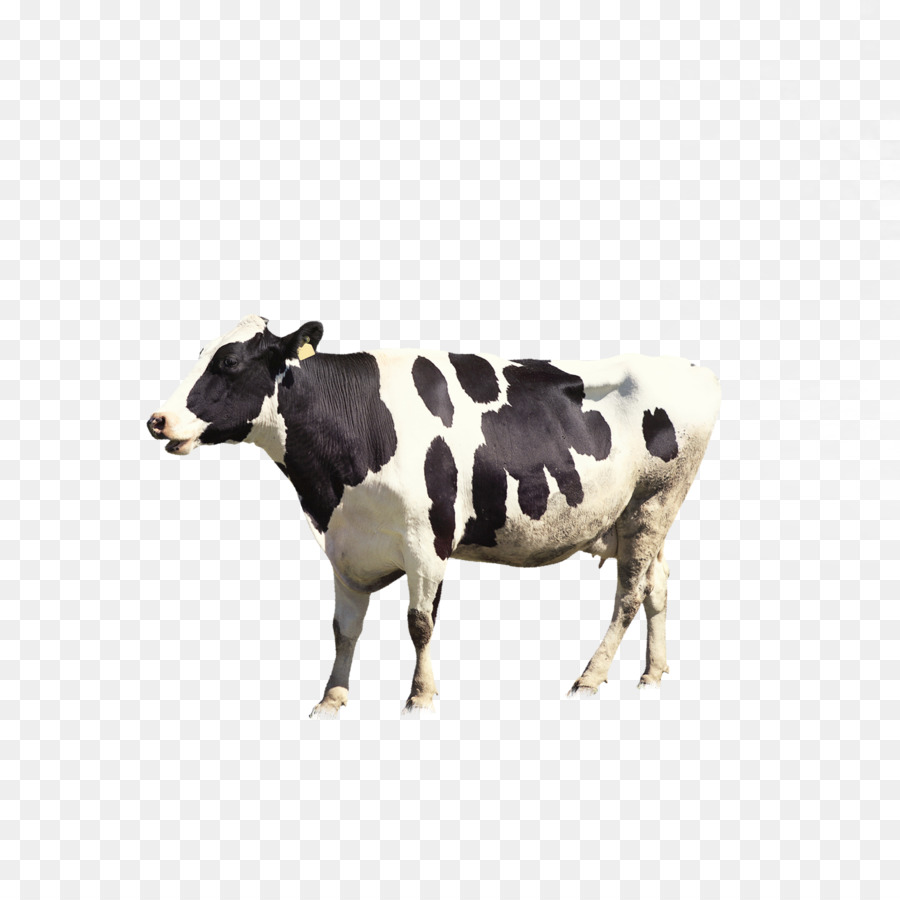 Allevatori di bovini da Latte allevamento di Bestiame - mucca da latte