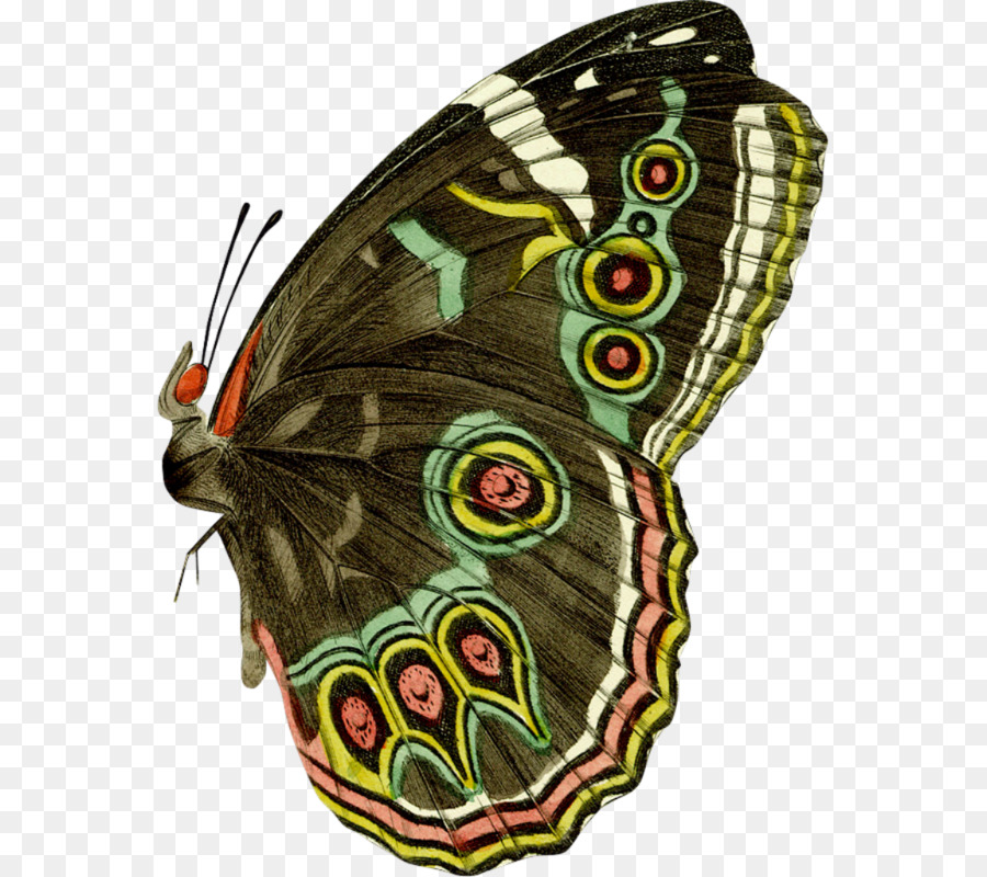 Full-Color Dekorative Schmetterlings-Illustrationen Nymphalidae Clip-art - Schmetterling Insekt
