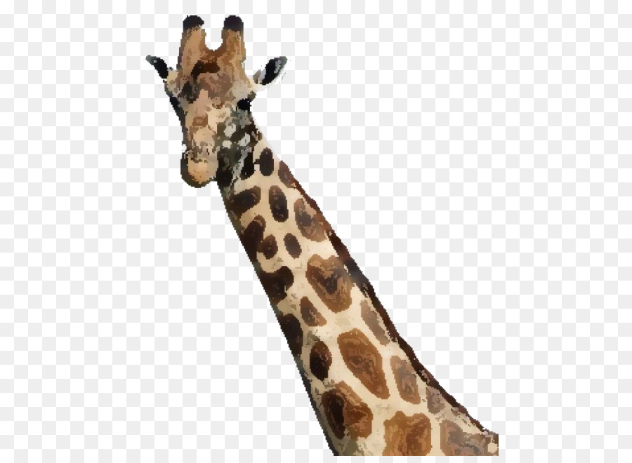 Quanto È Alto una Giraffa? Masai Mara Gnu Oloirien - acquerello giraffa