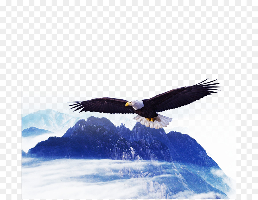 L'Aquila Calva Poster Hawk - Aquila di montagna