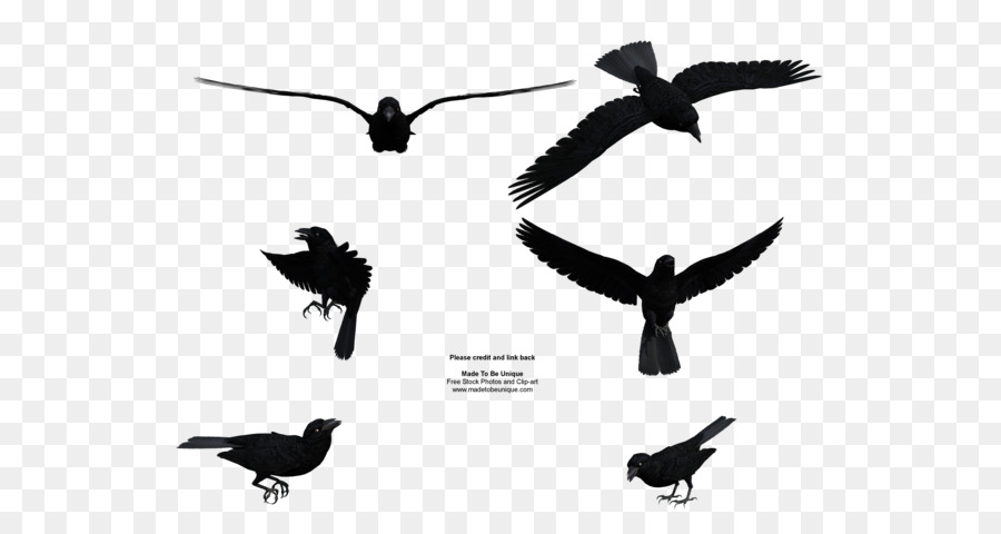 Gemeinsame Rabe Vogel-Flug-clipart - Flying Crow Png