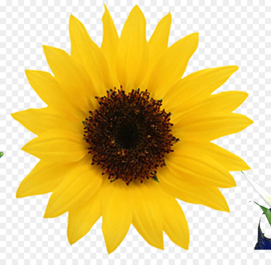 Gemeinsame Sonnenblume - Sonnenblume