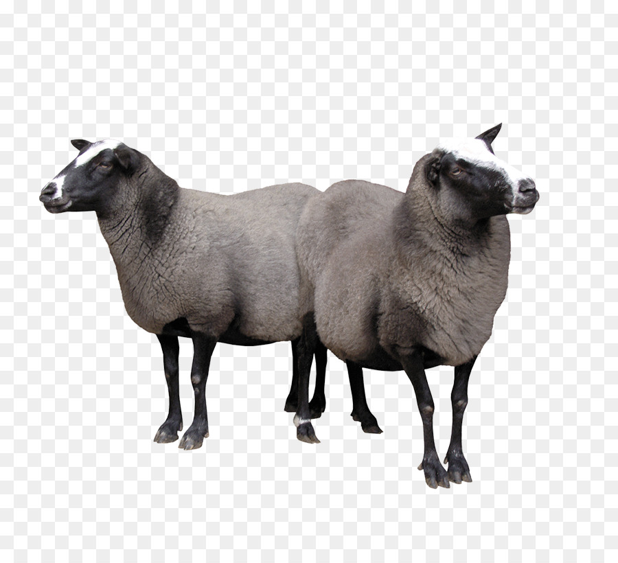 Schafe Ziegen Rinder - Zwei Ziegen