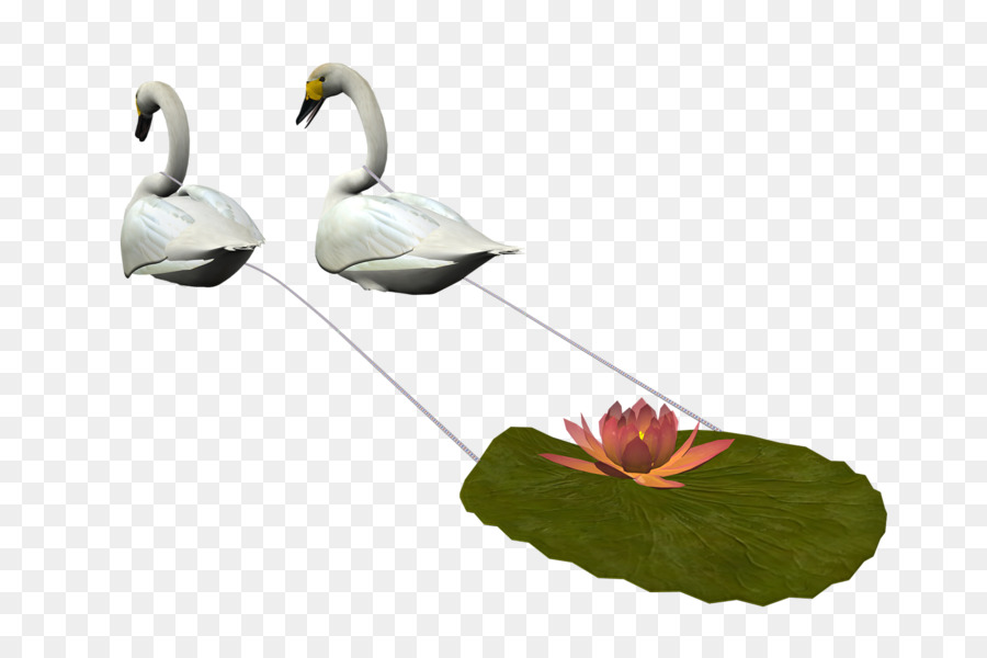 Chim lãnh Nguyên Swan Vịt Clip nghệ thuật - Thiên nga