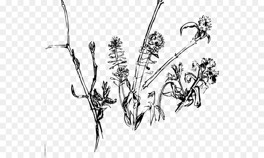 Zeichnung Blume clipart - Baumwollpflanze Zeichnung