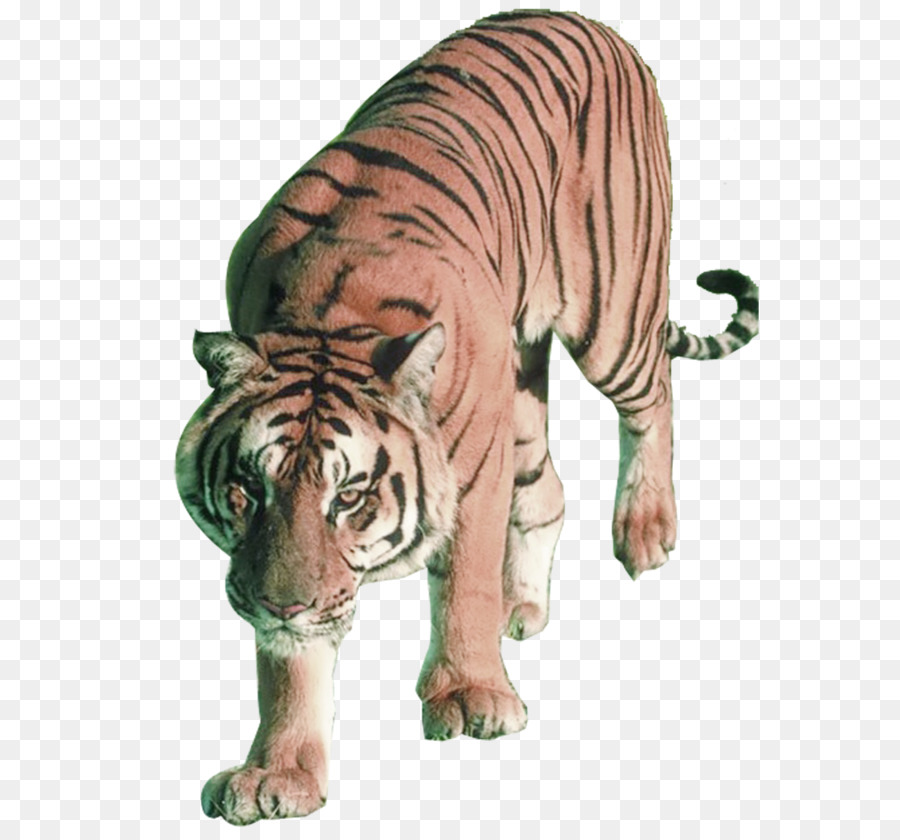 Löwen, Sumatra-tiger, Bengal-tiger sibirischer Tiger Felidae - Tiger-Tiger Stock-Fotos