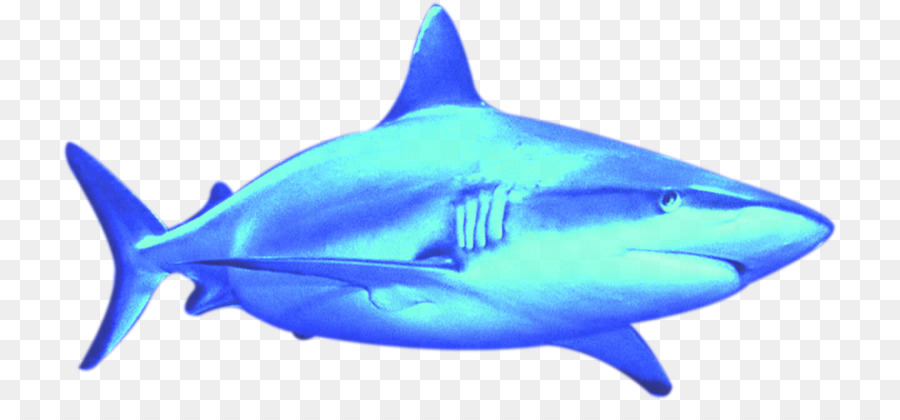 Weißer Hai Poster - Neue Werbe Plakate Haie