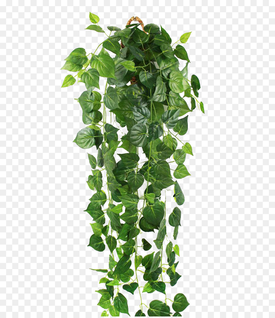 Parthenocissus tricuspidata Ivy màu Xanh lá cây Nho Tường - Hổ xanh