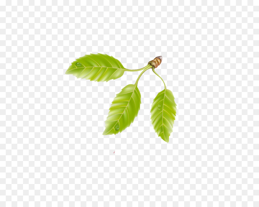 Green Cherry clipart - Smaragd-grüne Blätter