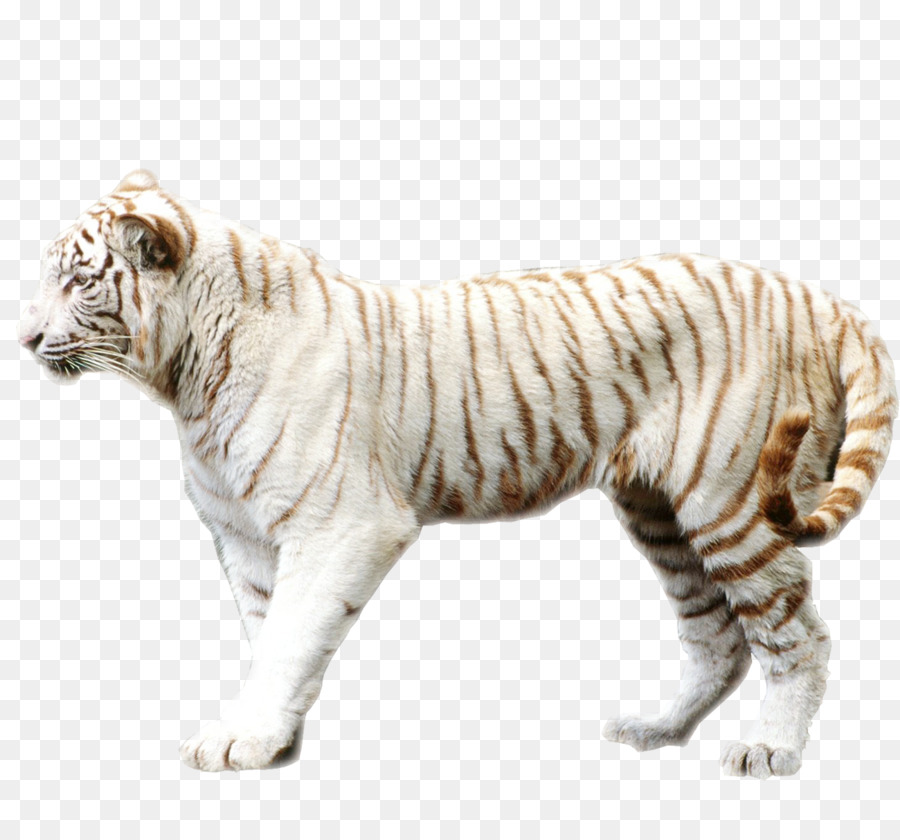 Tigre del bengala tigre di Sumatra Felidae tigre Bianca carta da Parati - Tiger Tiger immagine materiale