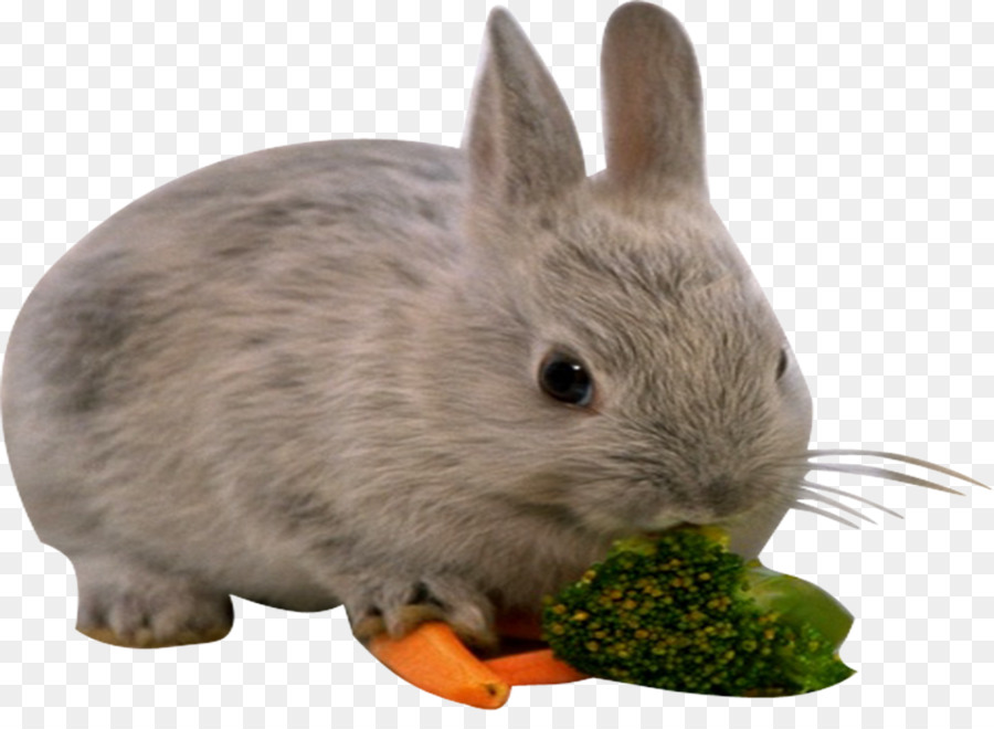 Europäische Kaninchen Leporids - Kaninchen Essen Blumenkohl