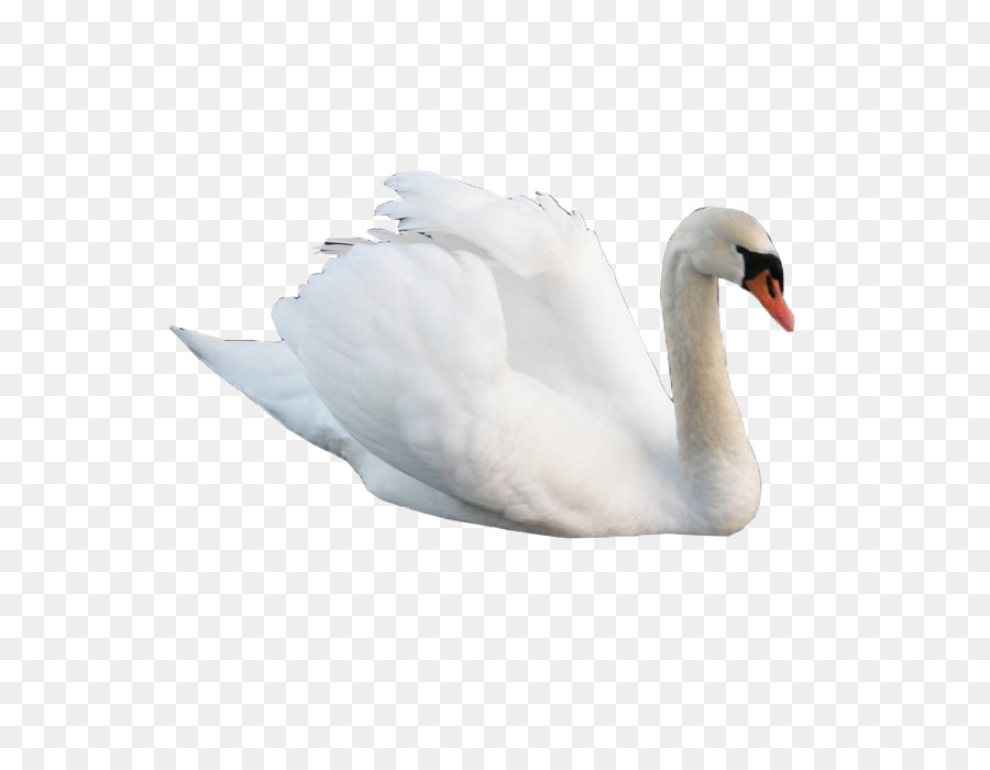 Cygnini Swan oca uccello - cigno