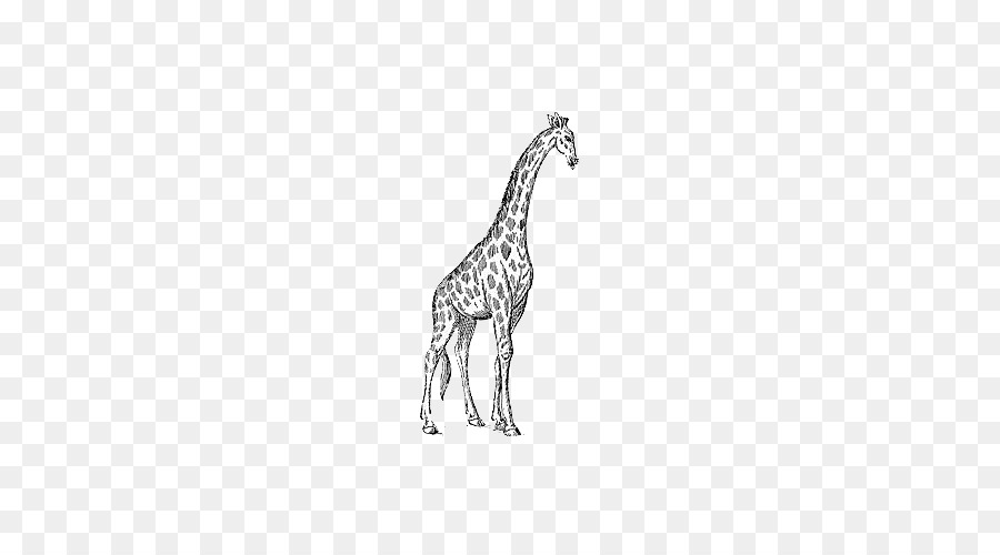Il Bianco Giraffa in bianco e Nero Giraffe Manor Clip art - dipinto a mano giraffa