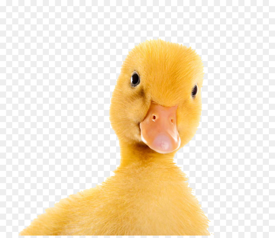 Duck Zug - Kleine gelbe Ente