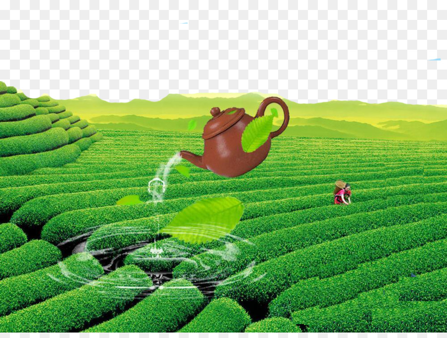 Trà xanh Yum cha Trung quốc Ấm trà - Trà lĩnh vực vẻ đẹp