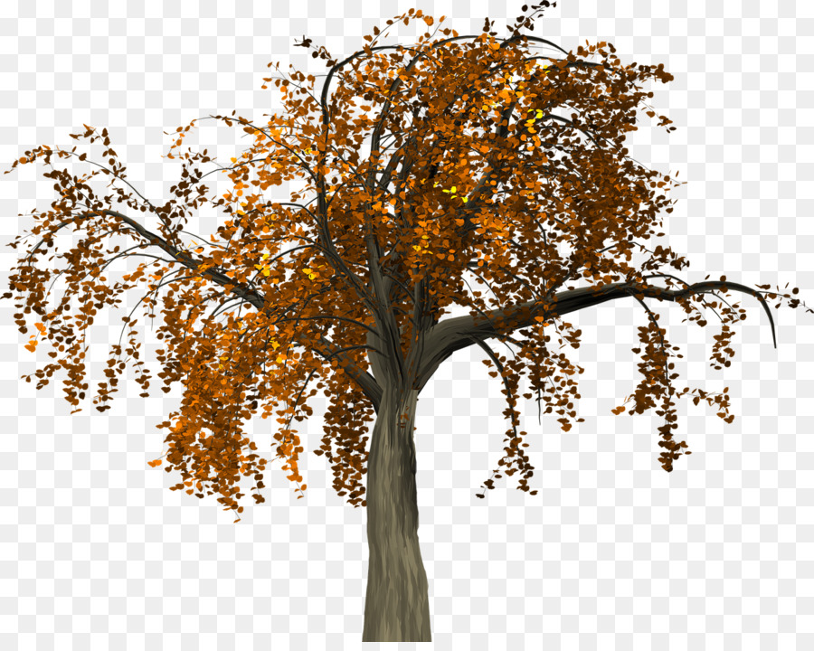 Baum, Herbst, Zweig - Herbst Baum