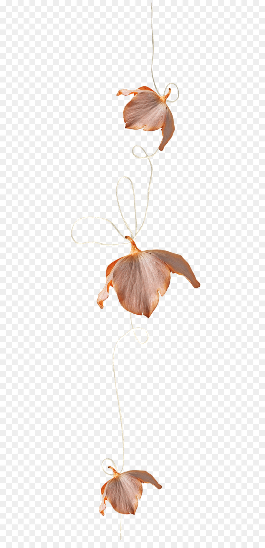 Sợi Dây Cánh Tải - Sợi dây cánh hoa