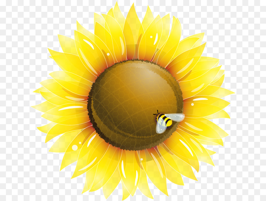 Gemeinsame Sonnenblume clipart - Frische hand-painted sunflower bee Muster