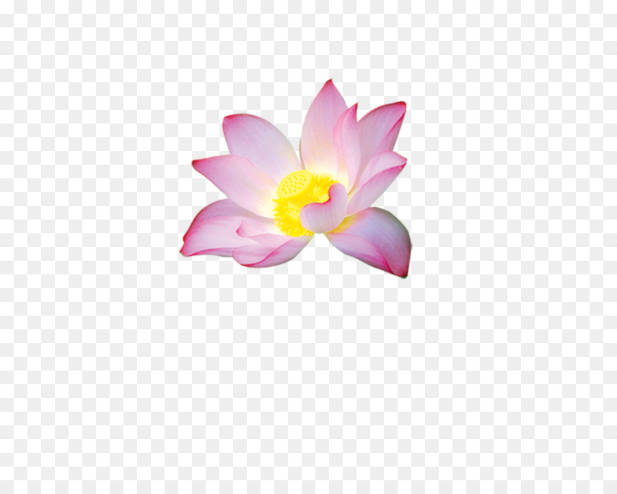 Petalo di Nelumbo nucifera Fiore - loto