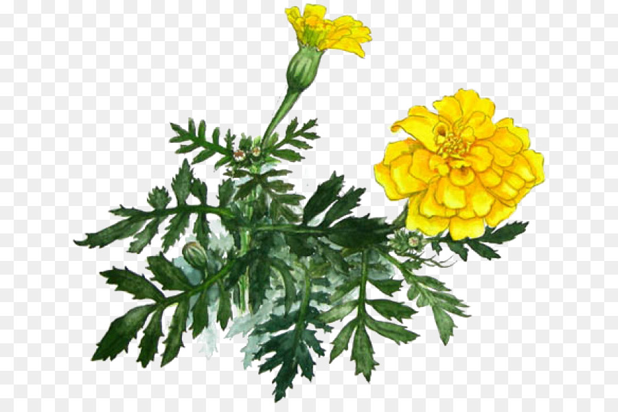 Ringelblume Gelb Chrysantheme - Gelbe Chrysantheme