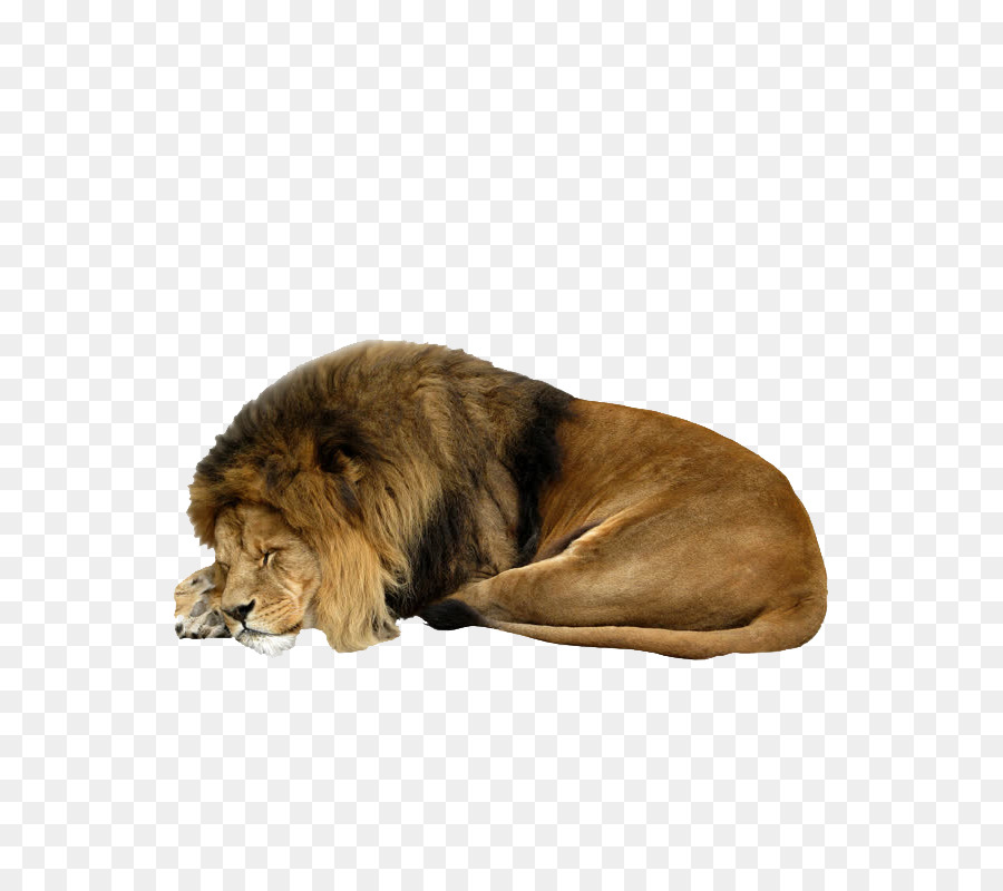 Löwe Clip art - lion