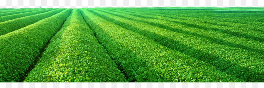 Il tè verde Chayuanxiang Hubei Tè elaborazione - Decorativo naturale, tè verde