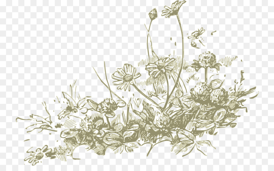 Wildblumen von North America: A Guide to Field Identification Zeichnung Clip art - Wildflower Cliparts