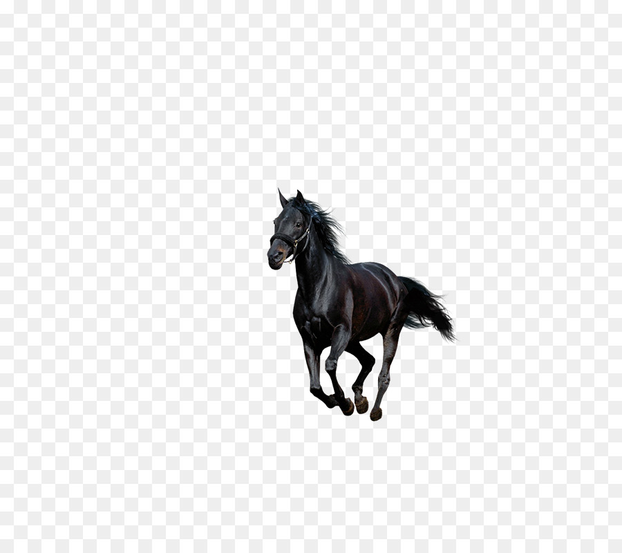 American Paint Horse Howrse Schwarz - Running horse