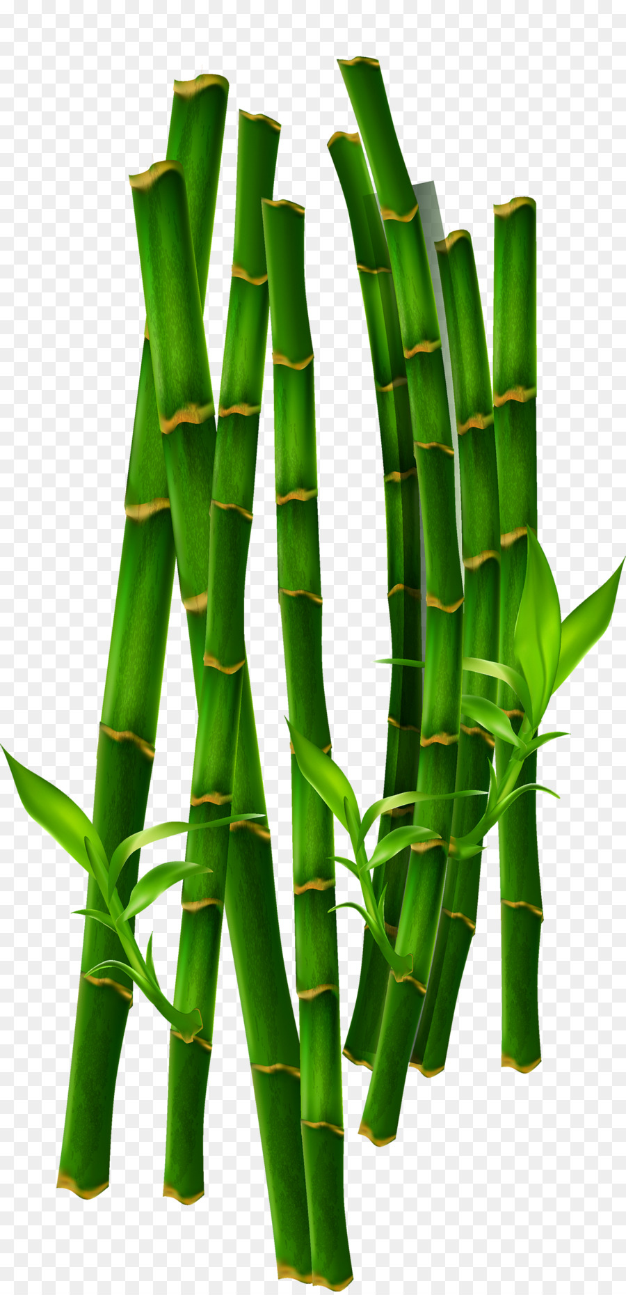 Bamboo Bamboe file di Computer - Bambù verde