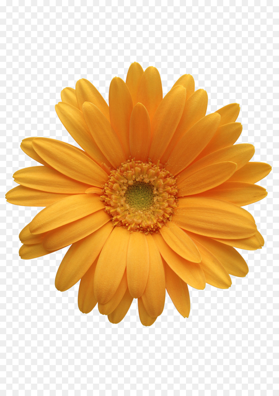 Blume Orange Transvaal daisy Clip-art - Chrysantheme
