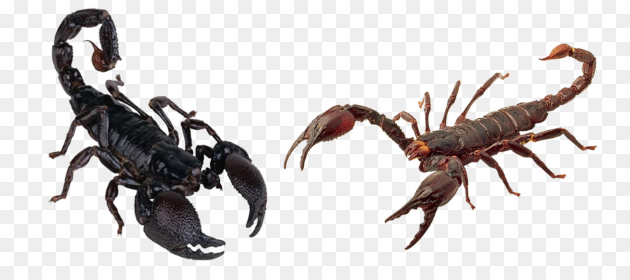 Scorpion Panorpa communis Clip nghệ thuật - Độc scorpion