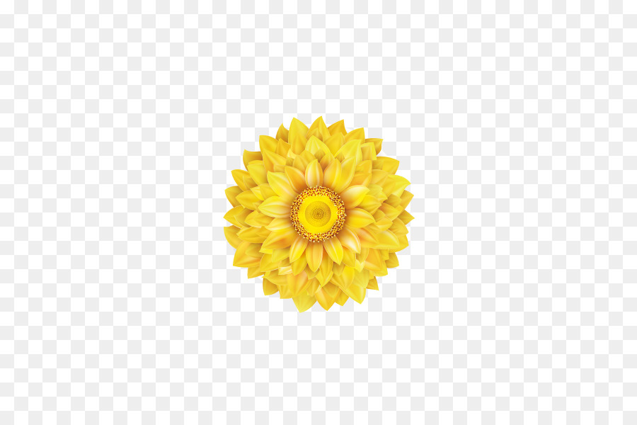 Common sunflower Transvaal daisy - Sonnenblume
