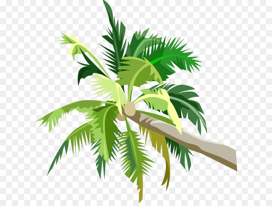 Arecaceae Coconut Clip-art - Kokosnuss-Baum-Frucht