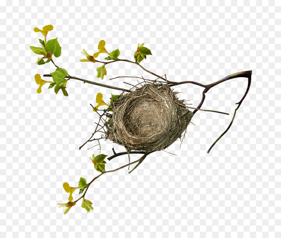Nido di uccello dell'albero del ramo - twig nido