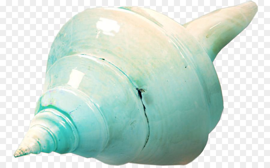 Conch Sea snail Clip-art - Muschel, Dekorative Muster