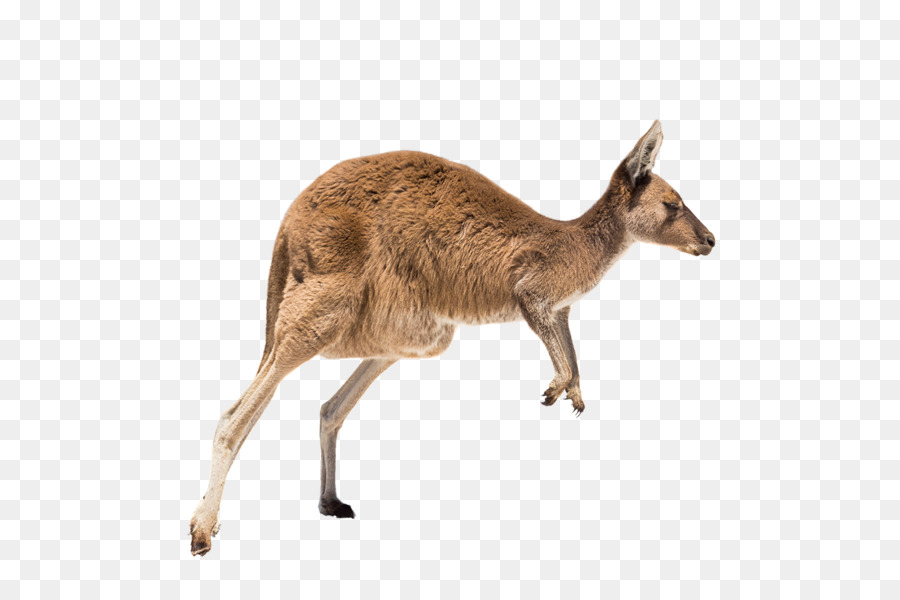 Parco Nazionale Di Flinders Chase Uluru Adelaide Cape Jervis Port Lincoln - L'esecuzione di canguro