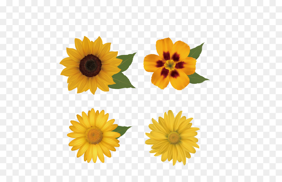 Blumen Floral-design-Royalty-free clipart - Sonnenblume