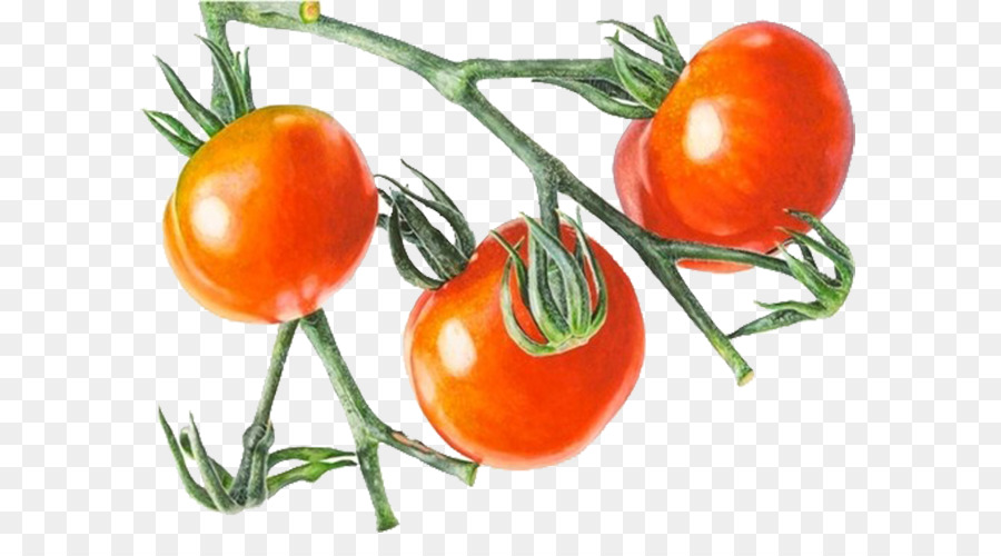 Cherry-Tomaten-Gemüse-Zeichnung - Rote Tomaten