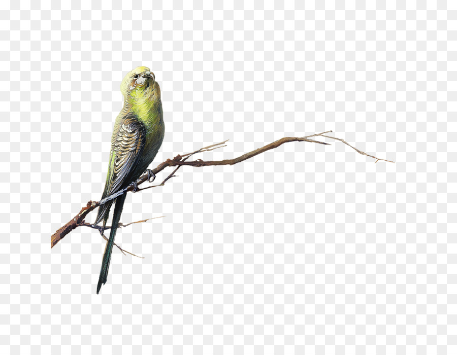 Chim Bạch và mờ Clip nghệ thuật - con vẹt