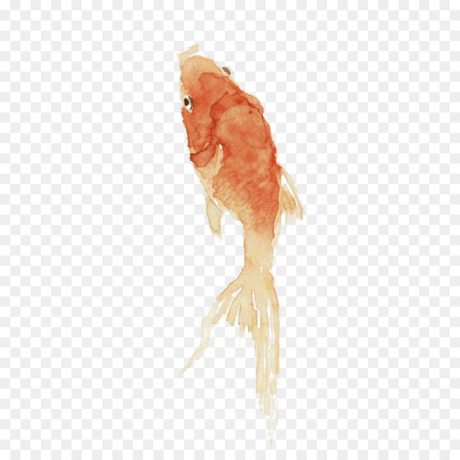 Tier - Goldfish schwimmen