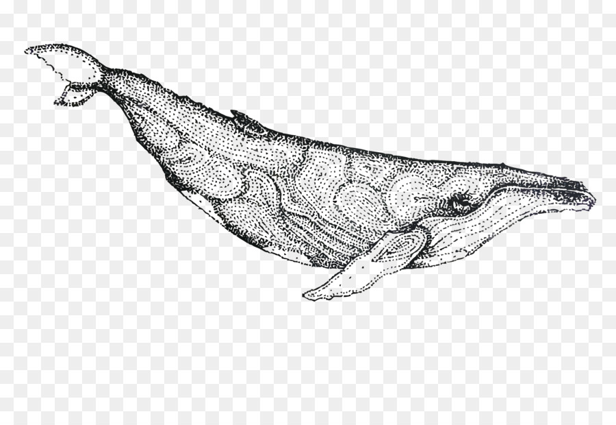 Dolphin Whale Porpoise Zeichnung - Vektor lackiert Wal